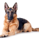 Image for article titled Dogs Can Smell Cancer on Your Breath